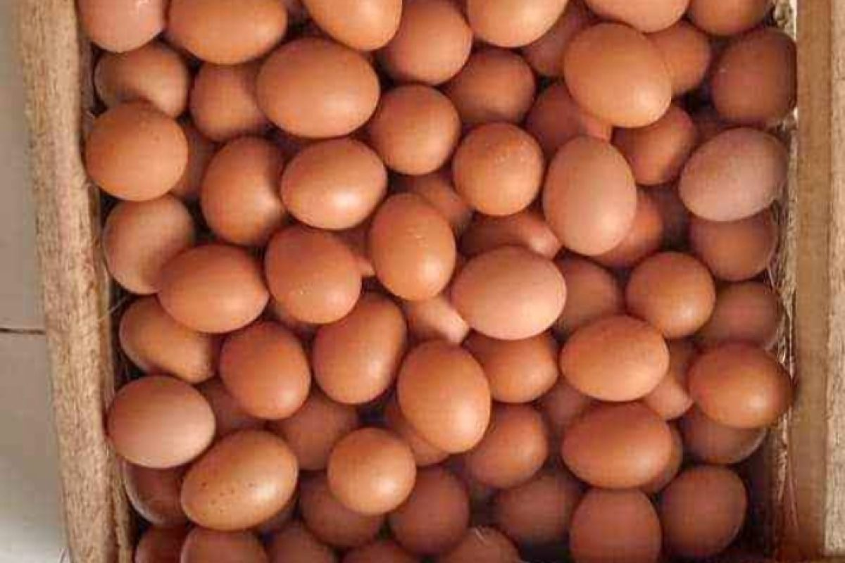 WhatsApp Image 2025-07-04 at 17.32.17